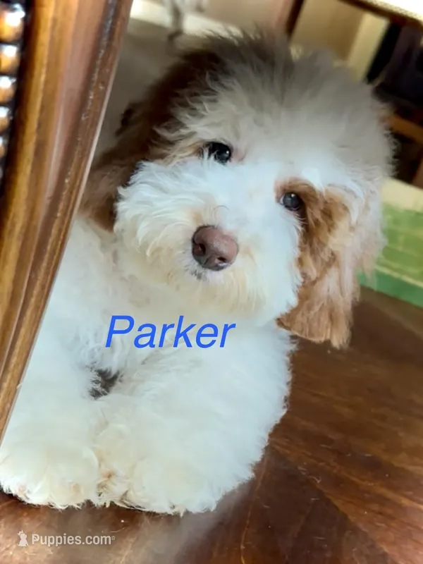 Parker – Australian Labradoodle puppy for sale in Humble, TX