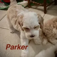 Parker, a male Australian Labradoodle for sale in Humble, TX – Photo 4 of 5