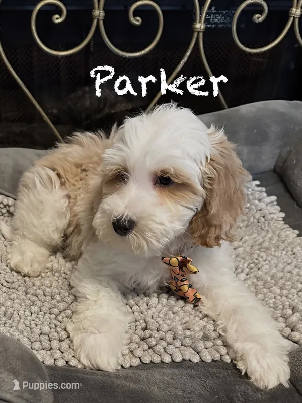 Parker