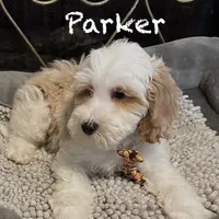 Parker, a male Australian Labradoodle for sale in Humble, TX – Photo 1 of 5
