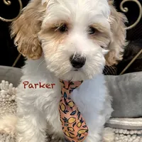 Parker, a male Australian Labradoodle for sale in Humble, TX – Photo 2 of 5