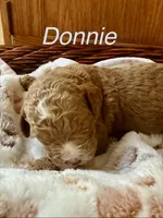 DONNIE, a male Australian Labradoodle for sale in Humble, TX – 2 of 3