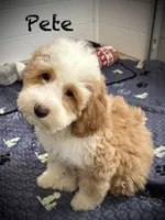 Pete, a male Australian Labradoodle for sale in Humble, TX – Photo 2 of 8