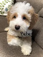 Pete, a male Australian Labradoodle for sale in Humble, TX – Photo 5 of 8