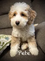 Pete, a male Australian Labradoodle for sale in Humble, TX – Photo 3 of 8