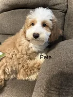Pete, a male Australian Labradoodle for sale in Humble, TX – Photo 4 of 8