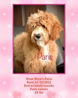 Pete, a male Australian Labradoodle for sale in Humble, TX – Photo 8 of 8