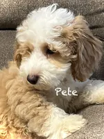 Pete, a male Australian Labradoodle for sale in Humble, TX – Photo 1 of 8