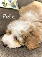 Pete, a male Australian Labradoodle for sale in Humble, TX – Photo 6 of 8