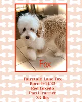 Pete, a male Australian Labradoodle for sale in Humble, TX – Photo 7 of 8