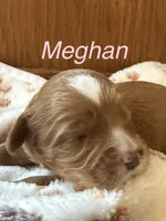 Meghan, a female Australian Labradoodle for sale in Humble, TX – 3 of 3