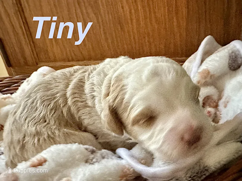TINY, a male Australian Labradoodle for sale in Humble, TX – 1 of 4