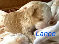 Lance, a male Australian Labradoodle for sale in Humble, TX – 2 of 3