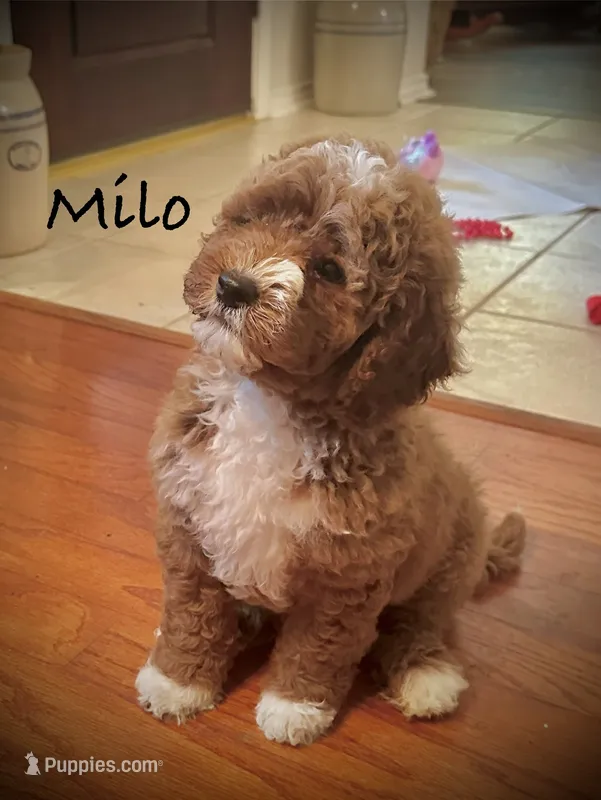 Milo