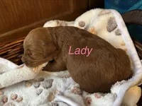 LADY, a female Australian Labradoodle for sale in Humble, TX – 2 of 3