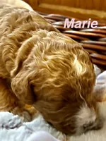 MARIE, a female Australian Labradoodle for sale in Humble, TX – 2 of 3