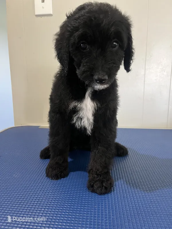 Yellow – Goldendoodle puppy for sale in Delphos, OH