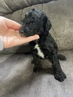 Yellow, a female Goldendoodle for sale in Delphos, OH – 2 of 4