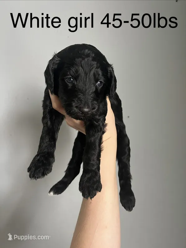 White – Goldendoodle puppy for sale in Delphos, OH
