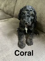 Coral, a female Goldendoodle for sale in Delphos, OH – 2 of 5