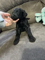 White, a female Goldendoodle for sale in Delphos, OH – 3 of 8