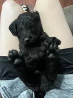 Black, a male Goldendoodle for sale in Delphos, OH – 6 of 8