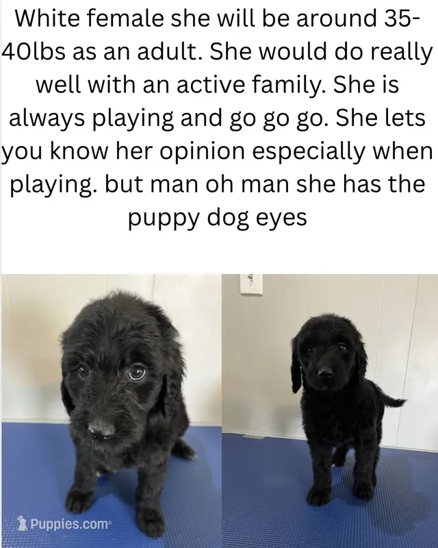 White – Goldendoodle puppy for sale in Delphos, OH