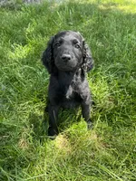 Black, a male Goldendoodle for sale in Delphos, OH – 3 of 3