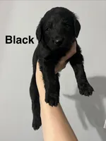 Black, a male Goldendoodle for sale in Delphos, OH – 2 of 8