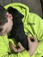 Black, a male Goldendoodle for sale in Delphos, OH – 3 of 8