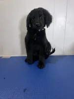 Black, a male Goldendoodle for sale in Delphos, OH – 2 of 3