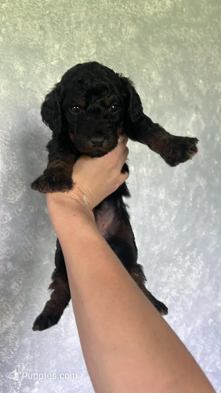 Purple – Goldendoodle puppy for sale in Delphos, OH