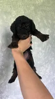 Purple, a female Goldendoodle for sale in Delphos, OH – 1 of 6