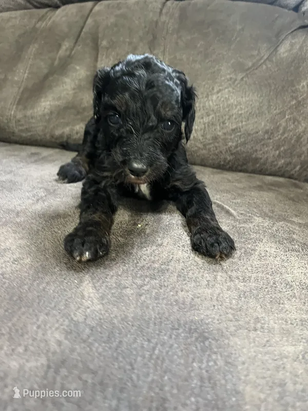 Yellow – Goldendoodle puppy for sale in Delphos, OH