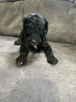 Yellow, a female Goldendoodle for sale in Delphos, OH – 4 of 4