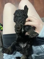 Coral, a female Goldendoodle for sale in Delphos, OH – 5 of 5