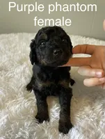 Purple, a female Goldendoodle for sale in Delphos, OH – 2 of 6