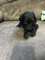 White, a female Goldendoodle for sale in Delphos, OH – 5 of 8