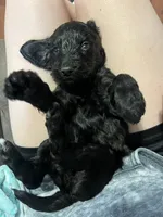 White, a female Goldendoodle for sale in Delphos, OH – 4 of 8