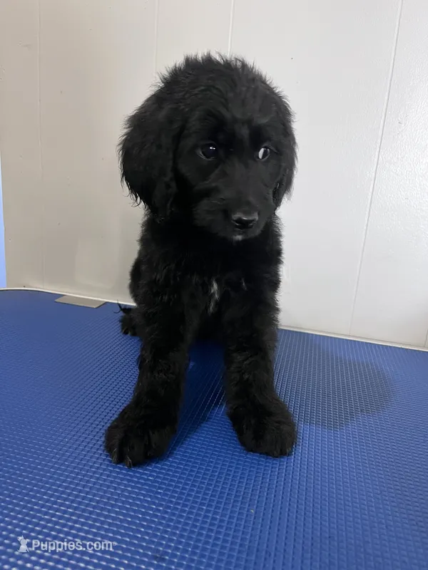 Orange – Goldendoodle puppy for sale in Delphos, OH
