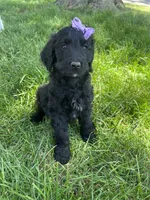 Orange, a female Goldendoodle for sale in Delphos, OH – 2 of 6