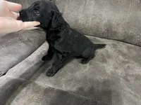 Black, a male Goldendoodle for sale in Delphos, OH – 7 of 8