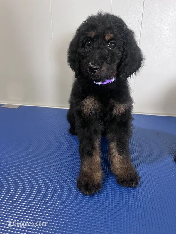 Purple – Goldendoodle puppy for sale in Delphos, OH