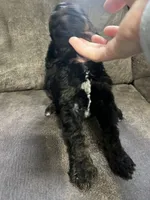Coral, a female Goldendoodle for sale in Delphos, OH – 4 of 5