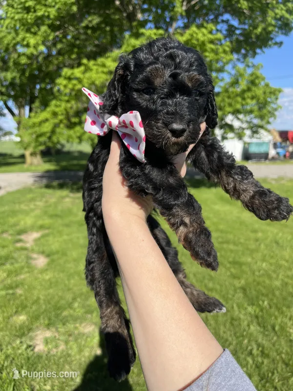 Coral – Goldendoodle puppy for sale in Delphos, OH