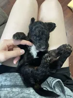 Yellow, a female Goldendoodle for sale in Delphos, OH – 3 of 4