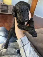 White, a female Goldendoodle for sale in Delphos, OH – 7 of 8