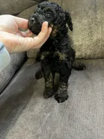 Purple, a female Goldendoodle for sale in Delphos, OH – 4 of 6