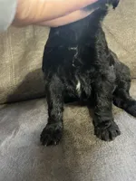 Orange, a female Goldendoodle for sale in Delphos, OH – 5 of 6