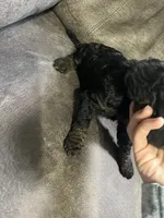 Purple, a female Goldendoodle for sale in Delphos, OH – 5 of 6